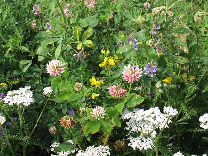 WF1 Countryside Flora (AB1, AHL1)